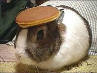 Pancake Bunny