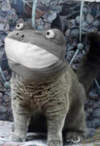 Get Out Frog / Frogout / Me Obrigue