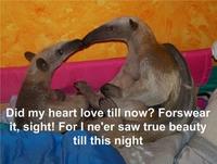 I'm an Anteater!!!