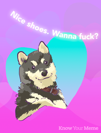 Cool Dog