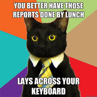 Business Cat