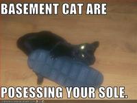 Basement Cat
