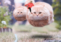 Paula Deen Riding Things