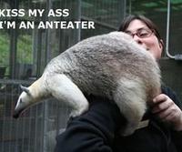I'm an Anteater!!!
