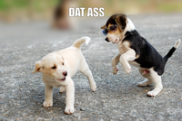 'Dat Ass