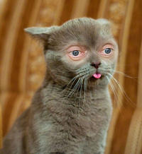 Steve Buscemeyes