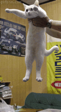 Longcat
