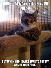 The Most Interesting Cat in the World