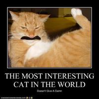 The Most Interesting Cat in the World
