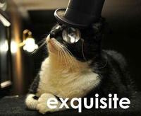 LOLcats