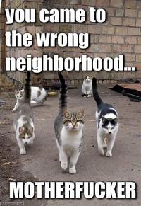 LOLcats