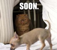 LOLcats