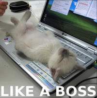 Like A Boss
