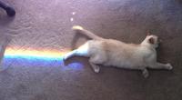 Nyan Cat / Pop Tart Cat