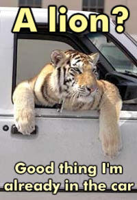 JESUS CHRIST IT'S A LION GET IN THE CAR!