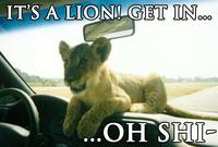 Jesus Christ It's a Lion Get In The Car!