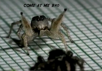 COME AT ME BRO