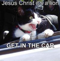 JESUS CHRIST IT'S A LION GET IN THE CAR!