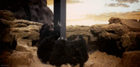 Cinemagraphs