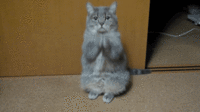 LOLcats