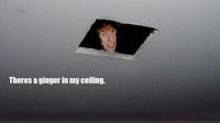 Ginger