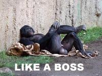 Like A Boss