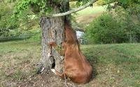 Ponies
