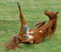 Ponies