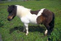 01_36_6---shetland-pony_web