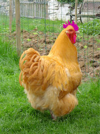 Purple_Haired_Chicken.jpg