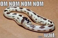 Om Nom Nom Nom