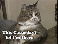 Caturday