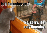 Caturday