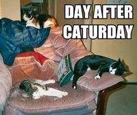 Caturday