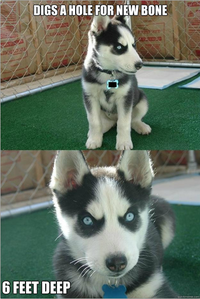 Insanity Puppy
