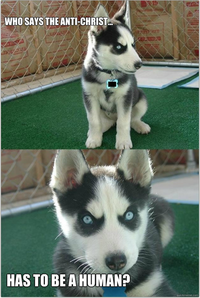 Insanity Puppy