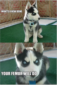 Insanity Puppy