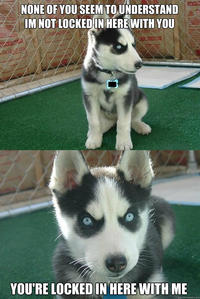 Insanity Puppy