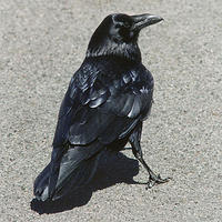 Rich Raven