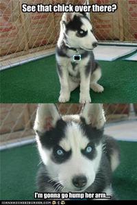 Insanity Puppy