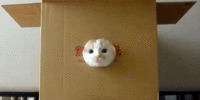 LOLcats
