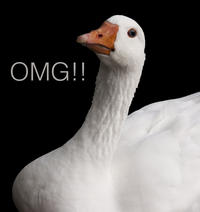 OMG