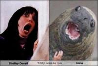 Lolrus