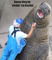 Lolrus