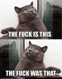 LOLcats