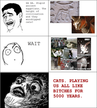 Cats