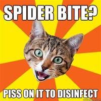 Bad Advice Cat