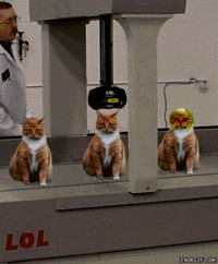 Limecat