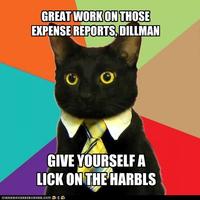 Business Cat