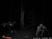The Rake